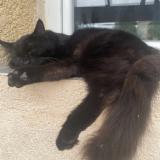 Picture of cat lost at Sussargue