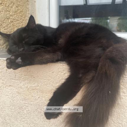 Photo 1/2 Baghira Chat lost in Sussargue