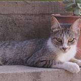 Picture of cat lost at Caba