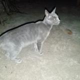 Picture of cat found at Cerro