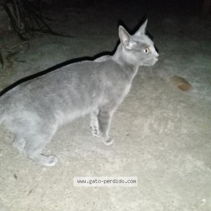Photo 1/1 Found cat Found in Cerro