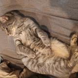 Picture of cat lost at Leeuw Saint Pierre