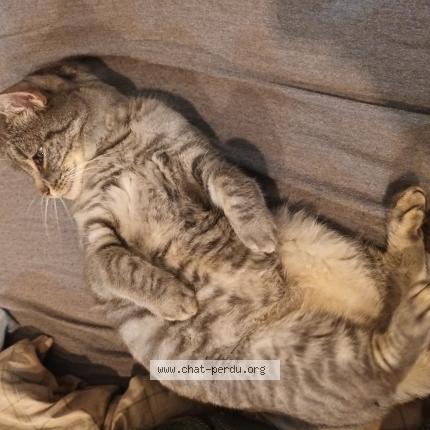 Photo 1/1 Oslo Chat lost in Leeuw saint pierre