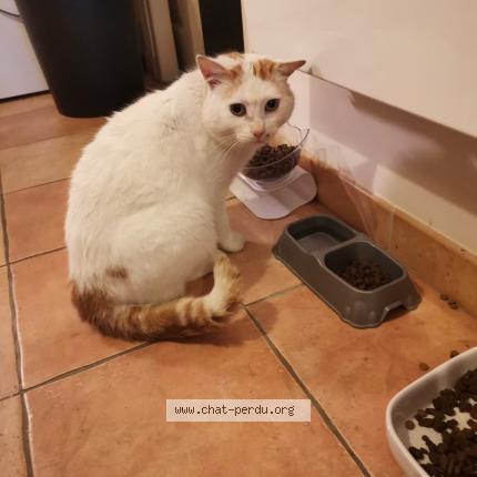 Photo 1/1 Jojo Chat lost in Le poire sur vie