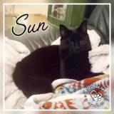 Picture of cat lost at Kerien