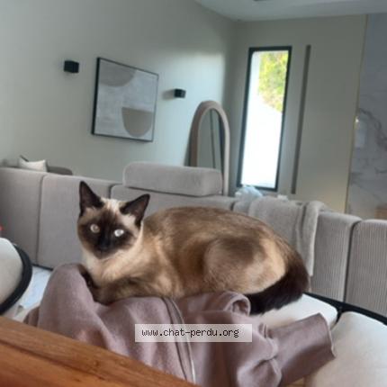 Photo 1/1 Pélicou Chat lost in Laverune