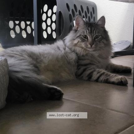 Photo 1/1 Reunited cat Found in Surprise