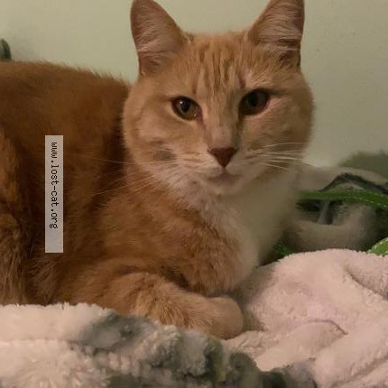Photo 1/1 Reunited cat Lost in Cobble Hill