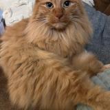 Picture of cat lost at Bourg En Bresse