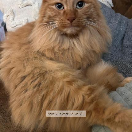 Photo 1/1 Pep's Chat lost in Bourg en bresse