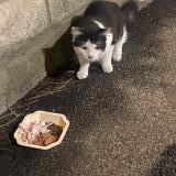 Picture of cat found at Nanterre