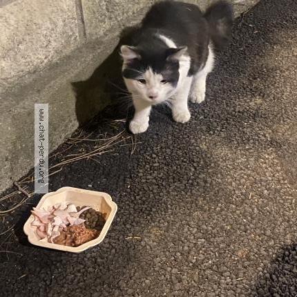 Photo 1/1 Found cat Found in Nanterre