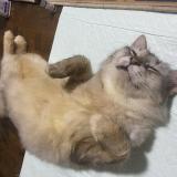 Picture of cat found at Singapore