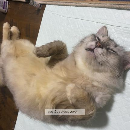 Photo 1/1 Found cat Found in Singapore