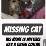 Picture of cat lost at Bonney Lake