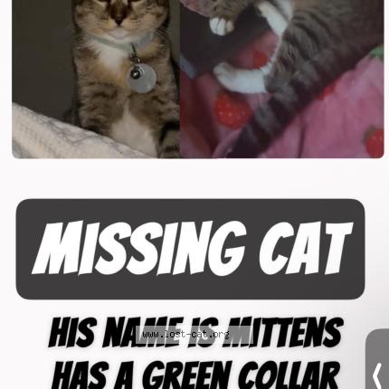 Photo 1/1 Mittens Chat lost in Bonney lake