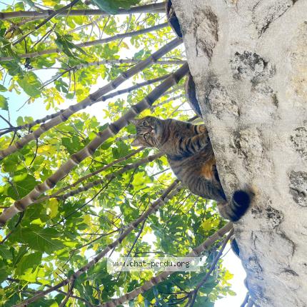 Photo 1/1 Wemby ‘Bibi’ Chat lost in La garde adhemar