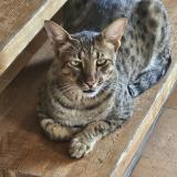 Picture of cat lost at Lussac