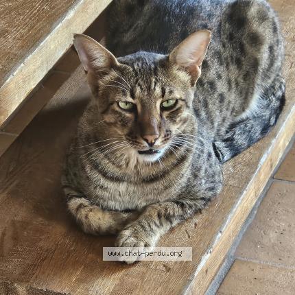 Photo 1/1 SURICATE Chat lost in Lussac