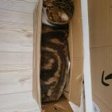 Picture of cat lost at Fontcouverte