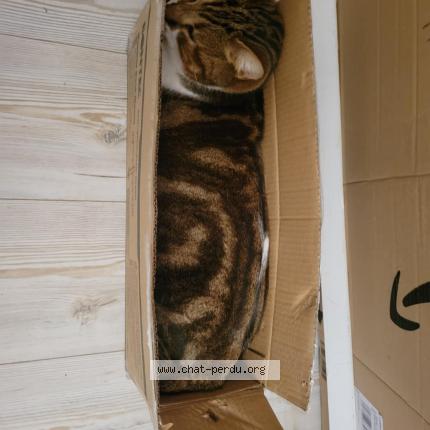 Photo 1/1 Yoshi Chat lost in Fontcouverte