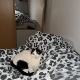 Picture of cat lost at Marseille