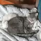 Picture of cat lost at Jarmenil