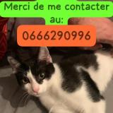 Picture of cat lost at Confluence