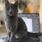 Picture of cat lost at Lutry Chatelard Corniche