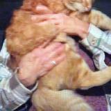 Picture of cat lost at Tucson