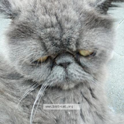 Photo 1/1 Marley Chat lost in Wakefield