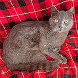 Picture of cat lost at Carcassonne