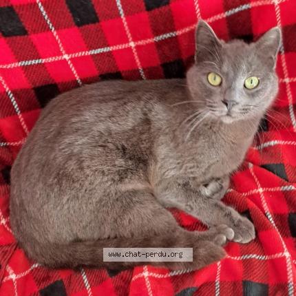 Photo 1/1 Mistigris Chat lost in Carcassonne