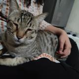 Picture of cat lost at Vadodara