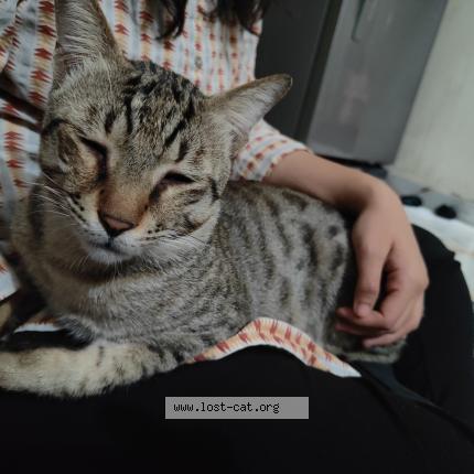 Photo 1/1 Kalu Chat lost in Vadodara