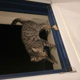 Picture of cat lost at Ploemeur