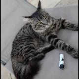 Picture of cat lost at Aubagne