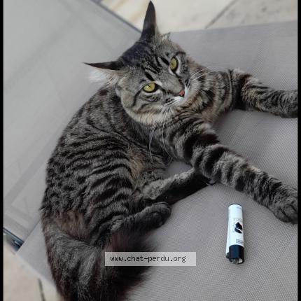 Photo 1/1 Simba Chat lost in Aubagne