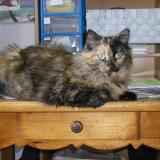 Picture of cat lost at Saint Etienne Du Bois