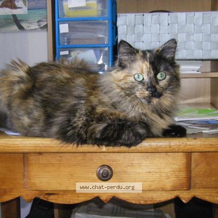 Photo 1/1 rose Chat lost in Saint etienne du bois