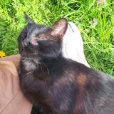 Picture of cat lost at Labastide Du Temple