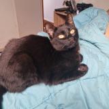 Picture of cat lost at Le Bas Pont Scorff