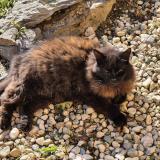 Picture of cat lost at Valeyres Sous Montagny
