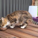 Picture of cat found at Saint Leger Les Vignes