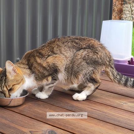 Photo 1/1 Found cat Found in Saint leger les vignes