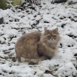 Snowbell