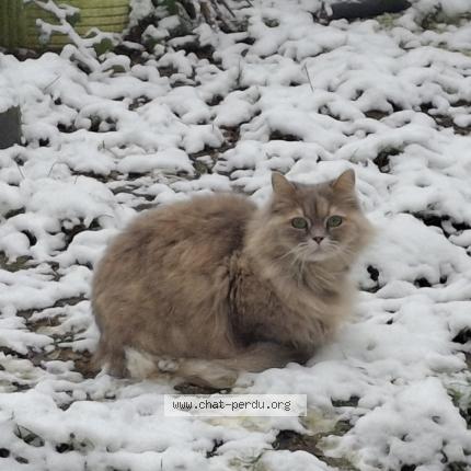 Foto van vermiste kat in Nivelles