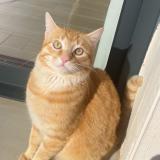 Picture of cat lost at Salleles D Aude