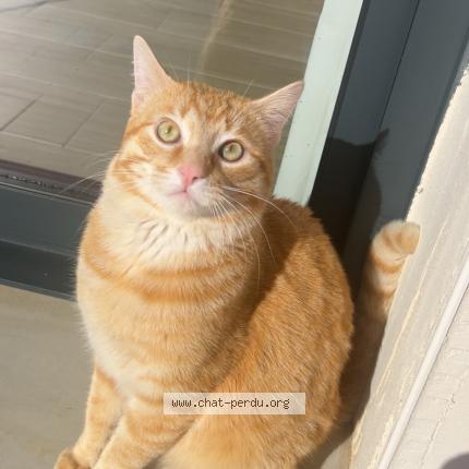 Photo 1/1 Mimi Chat lost in Salleles d aude