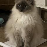 Picture of cat lost at Nanterre